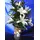 Pebbles "Oasis Moss" in glass vase with oriental lillies