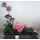 Flower arrangement on metal tray