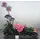 Flower arrangement on metal tray