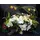 Glass tray with phalenopsis orchids
