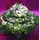 Cymbidium or phalaenopsis  orchids in basket