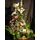 pink-wine-basket1.gif