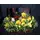 wines flowers.jpg