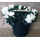 Plant azalea