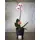 Phalaenopsis orchid plant