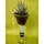 Plant haworthia in glass vase