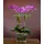 Plant phalaenopsis orchid (2) flowers spikes