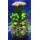 drosia.gif