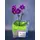 Orchid Phalaenopsis mini (Hybrid)
