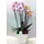 Phalaenopsis orchid (2) plants  in "artstone" fine plastic pot