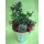 Ilex or Gaultheria plant with "Berries" in zink, ceramic or glass pot.