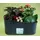 Christmas Plants arrangement in metal zink, wood or ceramic pot.