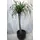 beaucarnea-pot.gif