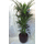 Φυτό κέντια ή αρέκα ύψους περ.1,80μ. σε ποιοτική κεραμική γλάστρα.
