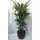 Plant Howea(kentia) fosterianna or Chrysalidocarpus height appr. 1,20-1,40 m. in fine ceramic pot