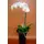 Phalaenopsis orchid in glass vase