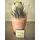 Plant  Haworthia in glass vase with decorative sand layers.