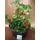 Plant arrangement in quality plastic bowl
