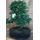 Bonsai plant