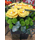 Λουλούδια εποχής σε μοντέρνα τετράγωνη τσάντα με νερό