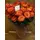 (11) orange roses A' quality Dutch with greens gift wrapped