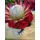 Exclusive arrangement with protea "madiba king" and red roses in pot