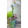 Orchid phalaenopsis plant