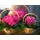 Baskets with hydrangeas or season flowers -  set of (3)