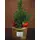Conifer plant in gold ceramic pot