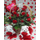 (15) Κόκκινα τριαντάφυλλα σε καλάθι + μπαλόνι + αρκουδάκι