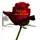 Printed roses - Your message on the rose pedals