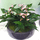Anthurium Plants in quality ceramic pot!!!