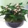 Anthurium Plants in quality ceramic pot!!!
