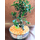 Μπονσάι φυτό