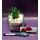 Ananas Cactus  Plant In Glass With Decorative Sand Layers.