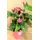 Valentine anthurium. Love plant in  pot.