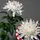 Chrysanthemums Single Heads Exclusive Antonov