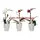 Phalaenopsis Orchid "Kollibri" + Pot !!!