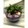 Plants ficus ginseng arrangement in artstone pot
