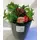flowers and plants