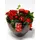 Christmas Plants & Decoration in Pot