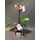 Phalaenopsis Orchid Kolibri plant in glass with decoration. Special variety "Dwarf"