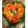 Valentine's heart with roses + Decoration