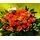 (50) orange - salmon  roses A' quality Dutch with greens in basket.