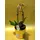 Phalaenopsis Orchid Kolibri plant in ceramic pot with decoration. Special variety "Dwarf"