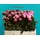 Paeonias bouquet