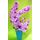 Vase with phalaenopsis "multi colors"