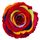 Τριαντάφυλλο Ουράνιο Τόξο σε σύνθεση.