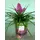 Tillandsia Cyanea σε βάζο με διακοσμητική άμμο. Συσκευασία δώρου !!!