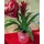 Valentine Love plant "Guzmania"